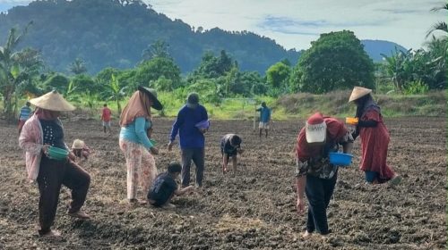 Kementrans Perkuat Ketahanan Pangan, Kelompok Tani Payahe Kini Mampu Penuhi Permintaan Kawasan Industri IWIP