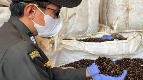 Karantina Malut Pastikan 1.300 Ton Inti Sawit Aman