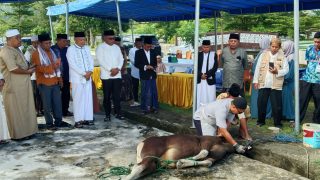 Saksikan Penyembelihan Hewan Kurban di Sofifi, Ini Pesan Wagub Sarbin Sehe 