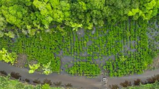 Program Penanaman Mangrove NHM di Kao Wujudkan Ekosistem Hijau