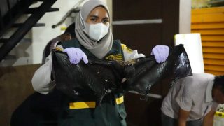 Karantina Maluku Utara Gagalkan Penyelundupan Daging Ilegal di Ternate