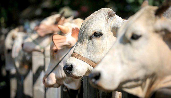 Pemda Kepulauan Sula Siapkan 60 Ekor Sapi Kurban