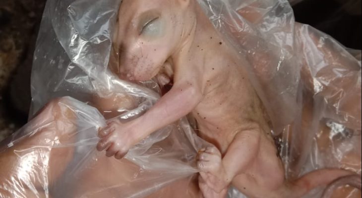 Alert, Kus Kus Mata Biru Ternate Dalam Bahaya