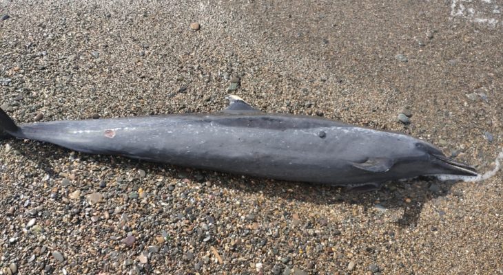 Lumba Lumba Ditemukan Mati Terdampar di Pantai Waihama, Kepulauan Sula