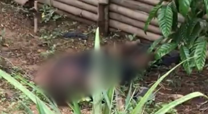 Petani di Kepulauan Sula Meninggal Diduga Terkena Ranjau Babi