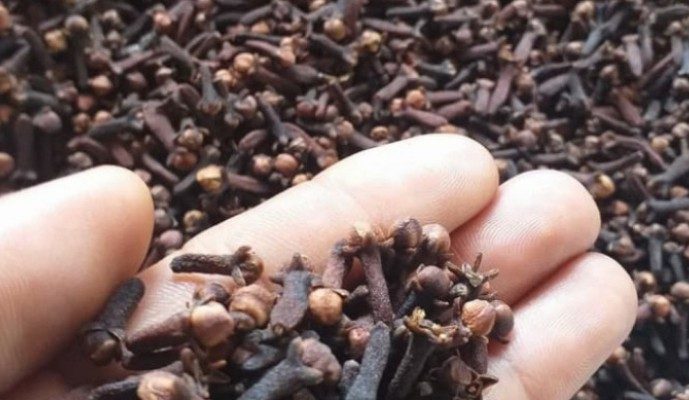 Harga Cengkeh Terus Merosok, Petani di Kepulauan Sula Minta Intervensi Pemda