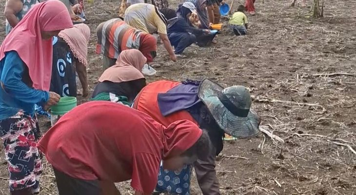 Jalankan Program Ketapang, Pemdes Totodoku Lestarikan Budaya “Babari”