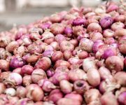 bisnis bawang merah 8afaec38b07b747d89aa8794fc61bf96 a69998ebcb7a39c0394943e44d2cf706