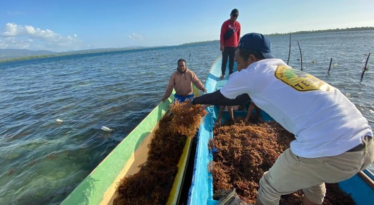 Penyuluh Perikanan di Taliabu Ikut Tanggapi Pernyataan Sashabila Soal Rumput Laut
