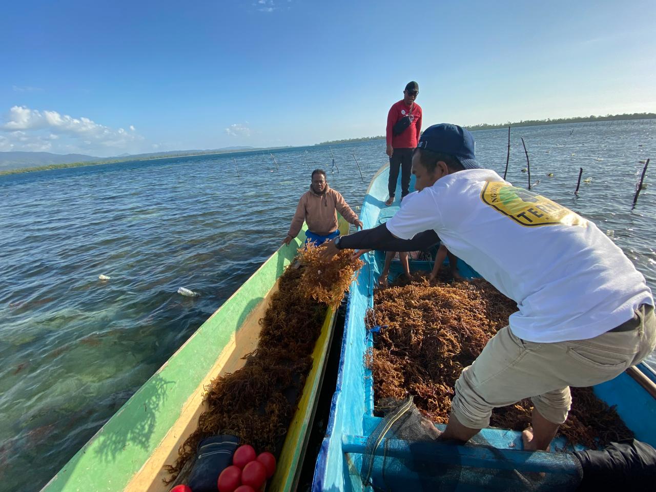 Kelompok Budidaya Rumput Laut di Pulau Taliabu