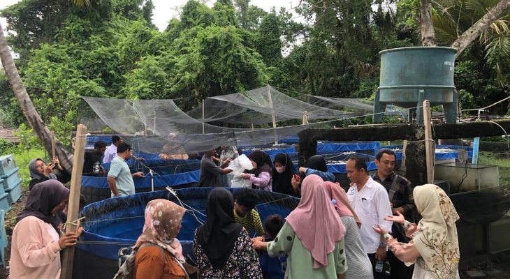 Kolaborasi Riset, Dosen FPIK Unkhair Ternate dan IPB Panen Ratusan Kg Ikan Nila