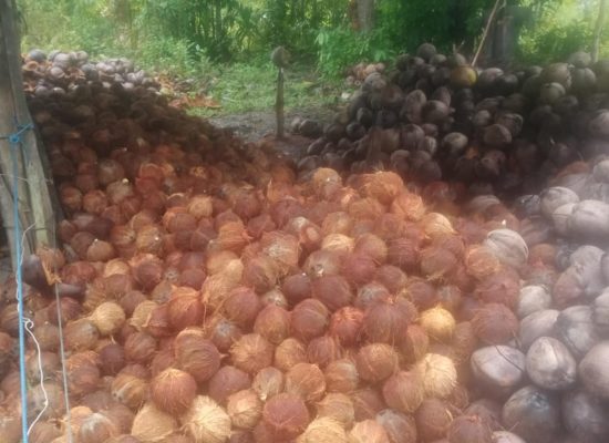Harga Kopra di Kepulauan Sula Naik Tembus Rp11.000 Per Kilogram
