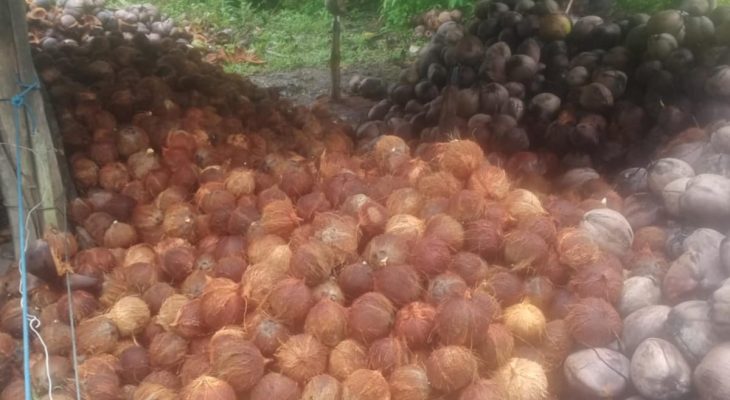 Harga Kopra di Kepulauan Sula Naik Tembus Rp11.000 Per Kilogram