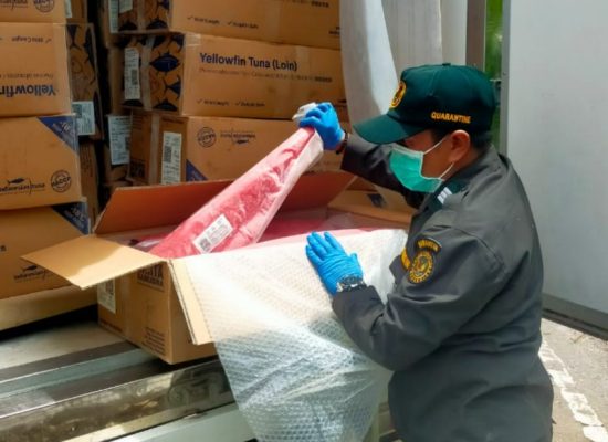 40 Ton Ikan Tuna Loin Beku dari Maluku Utara Diekspor ke Thailand 