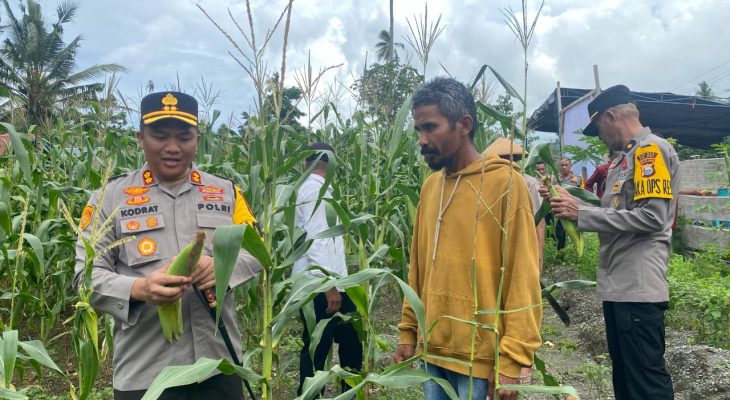 Panen Jagung dengan Petani, Kapolres Sula: Bentuk Nyata Dukung Ketahanan Pangan