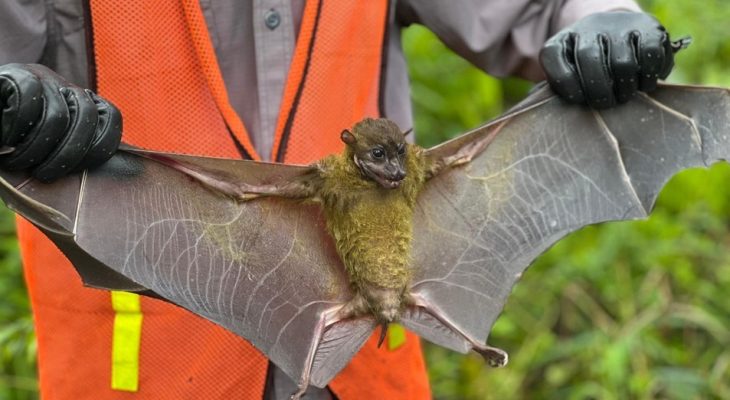 Komitmen Jaga Satwa Langka, Harita Nickel Rutin Lakukan Pantauan Flora dan Fauna