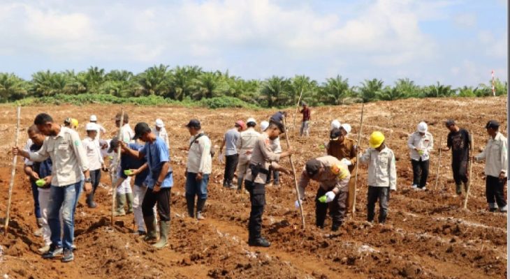Dukung Program Ketahanan Pangan, PT GMM Tanam Jagung Varietas Lamuru di Halmahera Selatan
