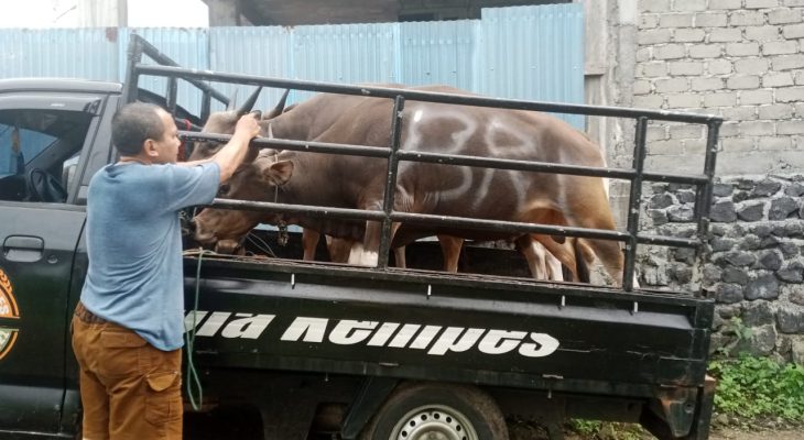 BRI Ternate Salurkan Hewan Kurban di Hari Raya Idul Adha 2025