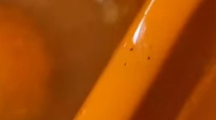 Viral! Siswa MTS Negeri 1 Kota Ternate Temukan Belatung di MBG, Kepsek: Penyediaan Makanan Ditahan Dulu untuk Sementara