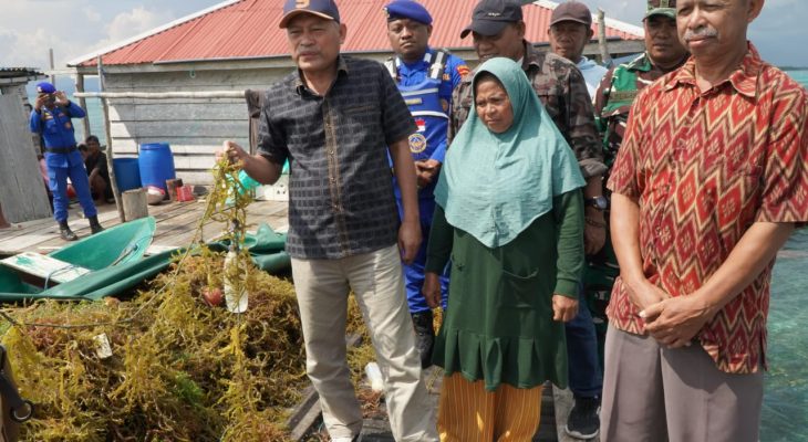 Wagub Panen Rumput Laut di Lokasi Kelompok Nelayan Binaan DKP Maluku Utara