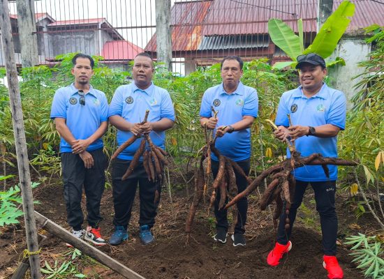 Tingkatkan Program Pembinaan Kemandirian, WBP Lapas Ternate Panen Ratusan Kilo Gram Singkong