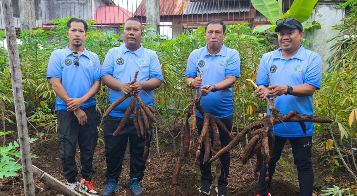 Tingkatkan Program Pembinaan Kemandirian, WBP Lapas Ternate Panen Ratusan Kilo Gram Singkong