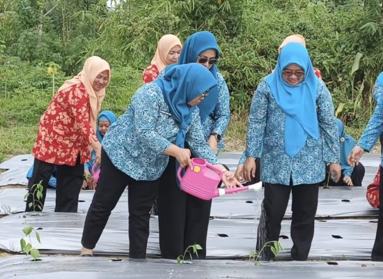 TP PKK Taliabu Ikut Penanaman Cabai Serentak