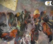 Main Judi Ayam, Belasan Warga Ditangkap Polres Ternate