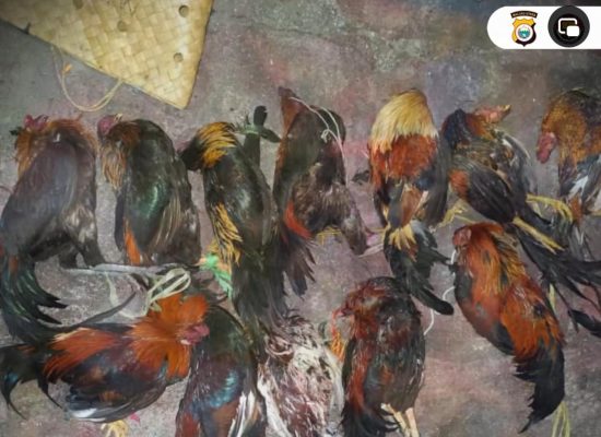 Main Judi Ayam, Belasan Warga Ditangkap Polres Ternate