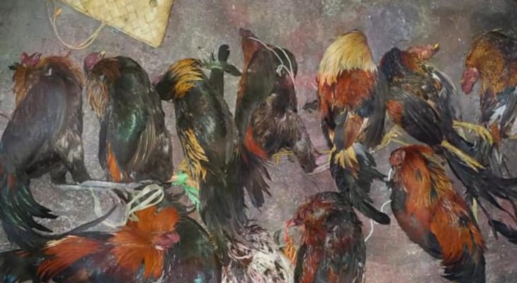 Main Judi Ayam, Belasan Warga Ditangkap Polres Ternate