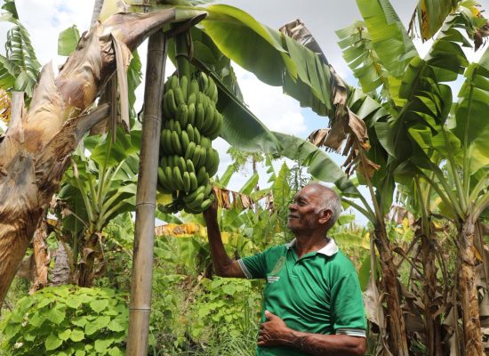 Kampung Reforma Agraria Baumata di Kupang, Capai Kemandirian Ekonomi Melalui Budidaya Pisang Cavendish
