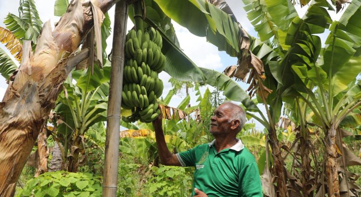 Kampung Reforma Agraria Baumata di Kupang, Capai Kemandirian Ekonomi Melalui Budidaya Pisang Cavendish