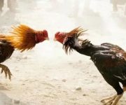 db588c79 ddb4 4737 9973 a0fb1e8bee66