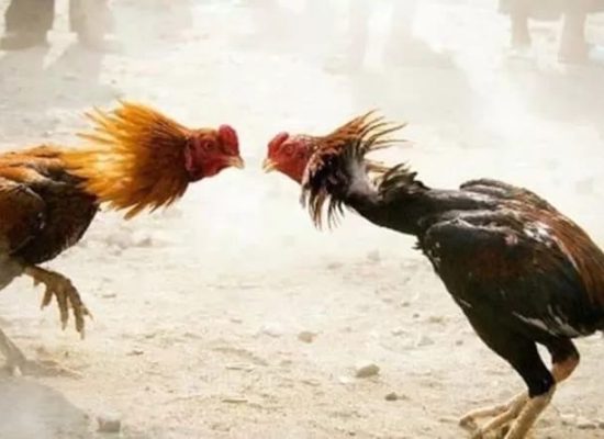 Main Judi Ayam, Dua Terduga Pelaku Ditangkap Polres Halteng