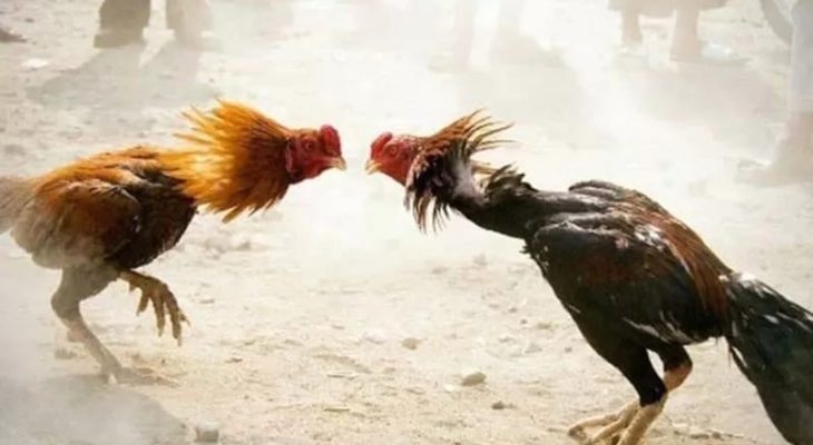 Main Judi Ayam, Dua Terduga Pelaku Ditangkap Polres Halteng