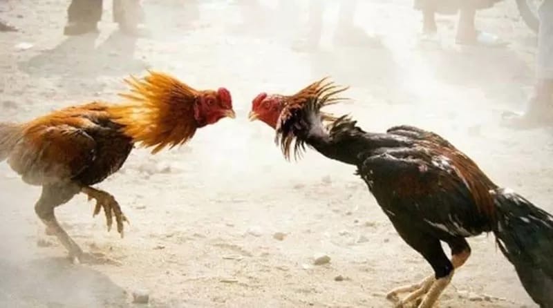 db588c79 ddb4 4737 9973 a0fb1e8bee66