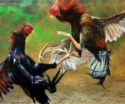 Polisi Gerebek Judi Sabung Ayam di Jambula Ternate, 18 Warga Ditangkap