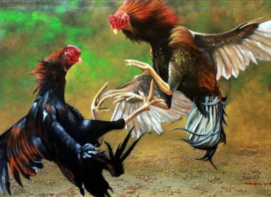 Polisi Gerebek Judi Sabung Ayam di Jambula Ternate, 18 Warga Ditangkap