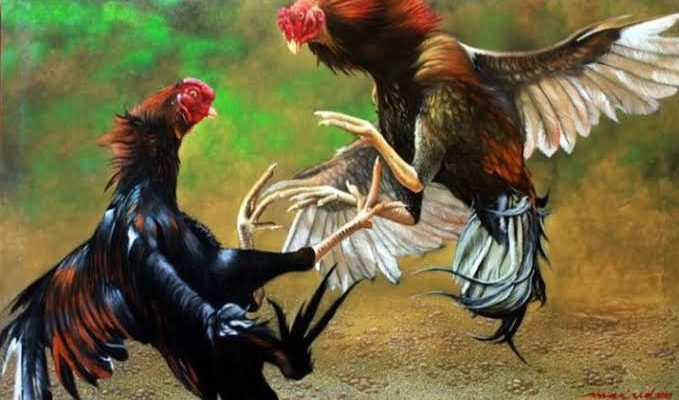 Polisi Gerebek Judi Sabung Ayam di Jambula Ternate, 18 Warga Ditangkap