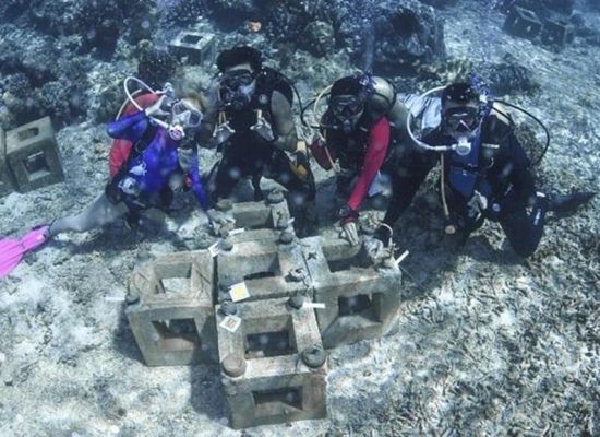 Tak Ingin Berhenti Menyelam, Marischka Prudence Terpukau Keindahan Laut Pulau Obi