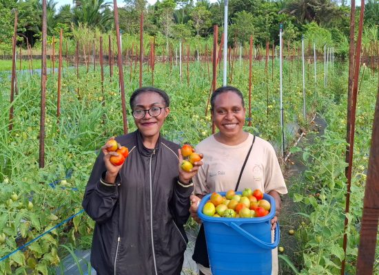 Hasil Panen Berlimpah, Program Desa Berdaya Taman Inspirasi Waibu “Wajah Indonesia Baru” PLN Makin Berdampak