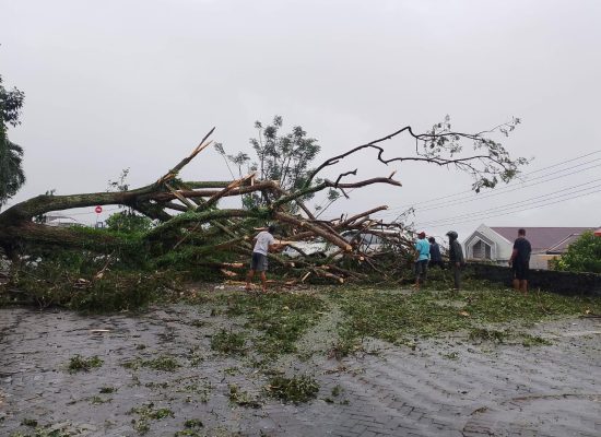 Pohon di Bela Hotel Ternate Tumbang, 4 Mobil Tertimpa