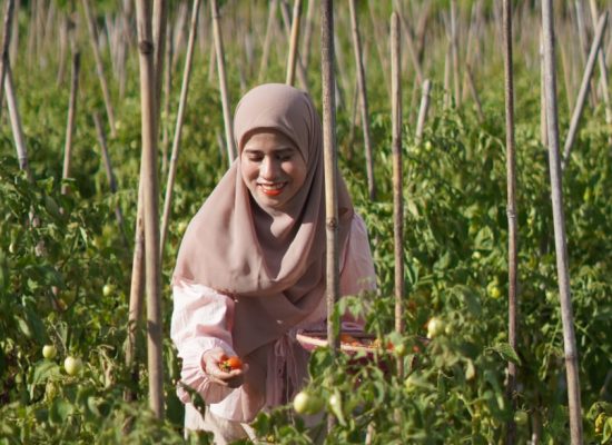 Kunjungi Apotek Tani di Desa Pilowo, Nazlatan Dorong Perhatian Pemerintah terhadap Petani Morotai