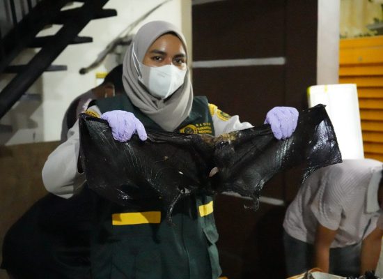 Karantina Maluku Utara Gagalkan Penyelundupan Daging Ilegal di Ternate