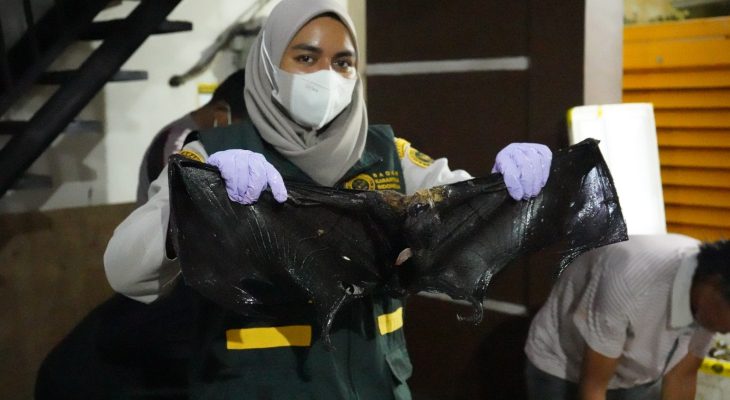 Karantina Maluku Utara Gagalkan Penyelundupan Daging Ilegal di Ternate