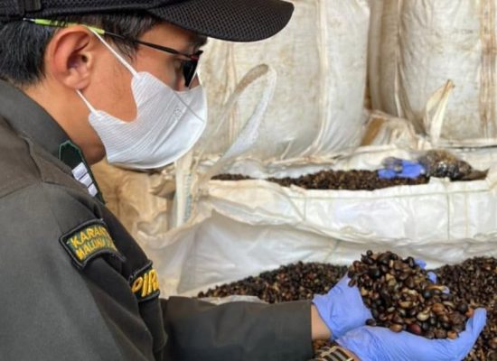 Karantina Malut Pastikan 1.300 Ton Inti Sawit Aman