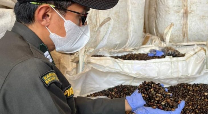 Karantina Malut Pastikan 1.300 Ton Inti Sawit Aman