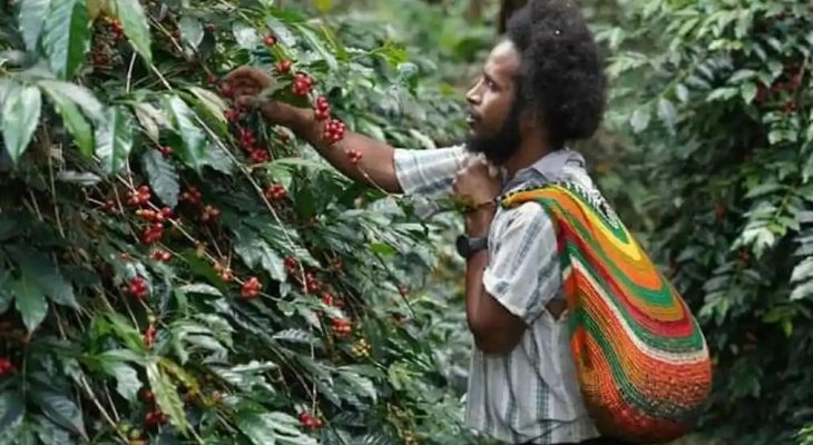 Dari Pegunungan Papua, Aroma Kopi Tiom Tembus Pasar Nasional Lewat Program PLN Peduli