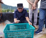 Wagub Sarbin Sehe Hadiri Panen Perdana Udang Vaname di Desa Tuada Halmahera Barat, Hasilnya 1,5 Ton