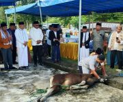 Saksikan Penyembelihan Hewan Kurban di Sofifi, Ini Pesan Wagub Sarbin Sehe 
